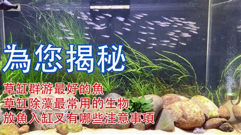 放魚|高密度養魚的祕密，讓你小魚缸可以塞下海生館！high density。